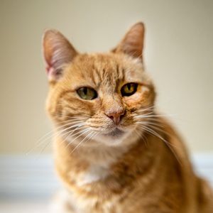 Meet your Posher, Laurel